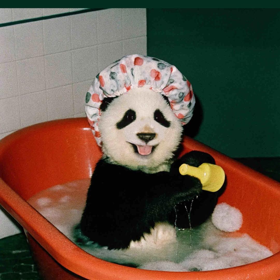 我有一只拉布拉猪