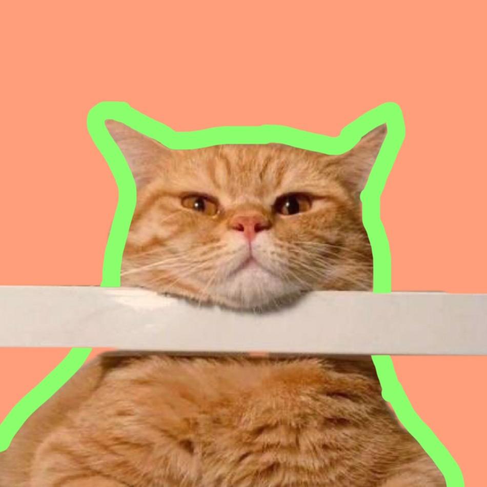 橘猪咪