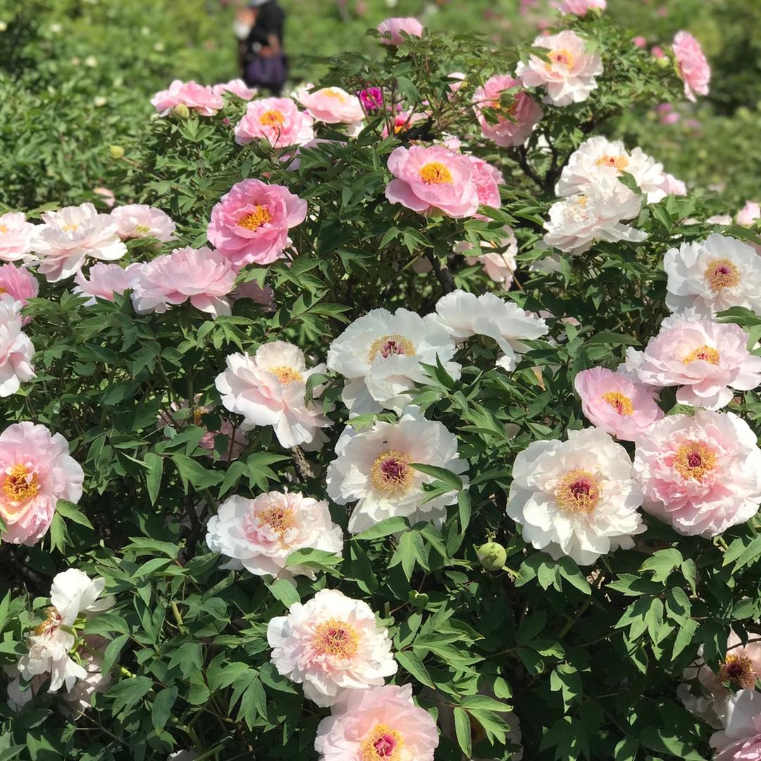 馨惠