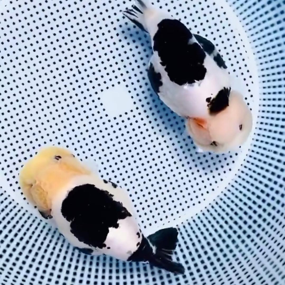 胖妞兰寿金鱼