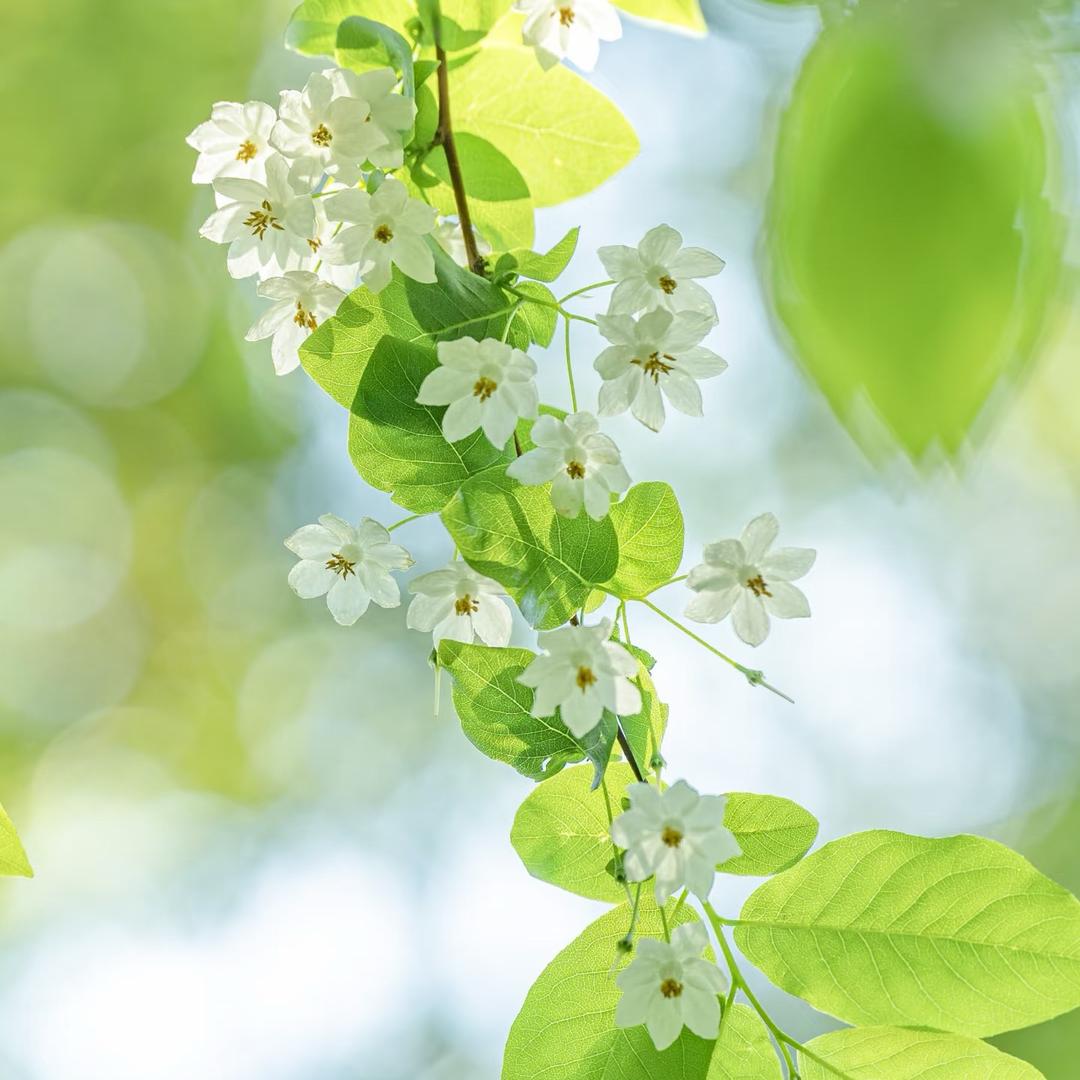 小意达的花儿25