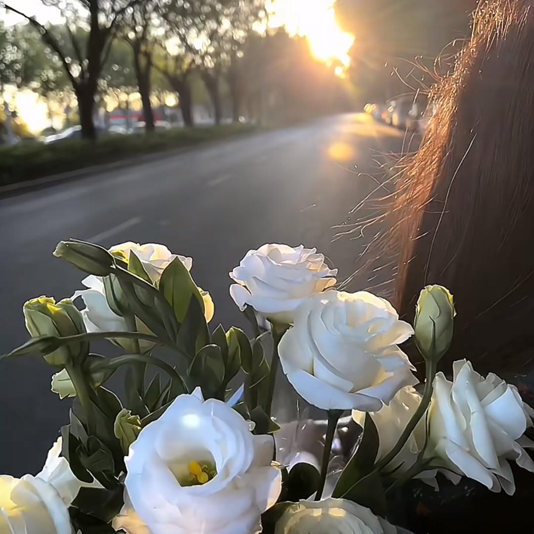 斗南基地鲜花批发 慕遥