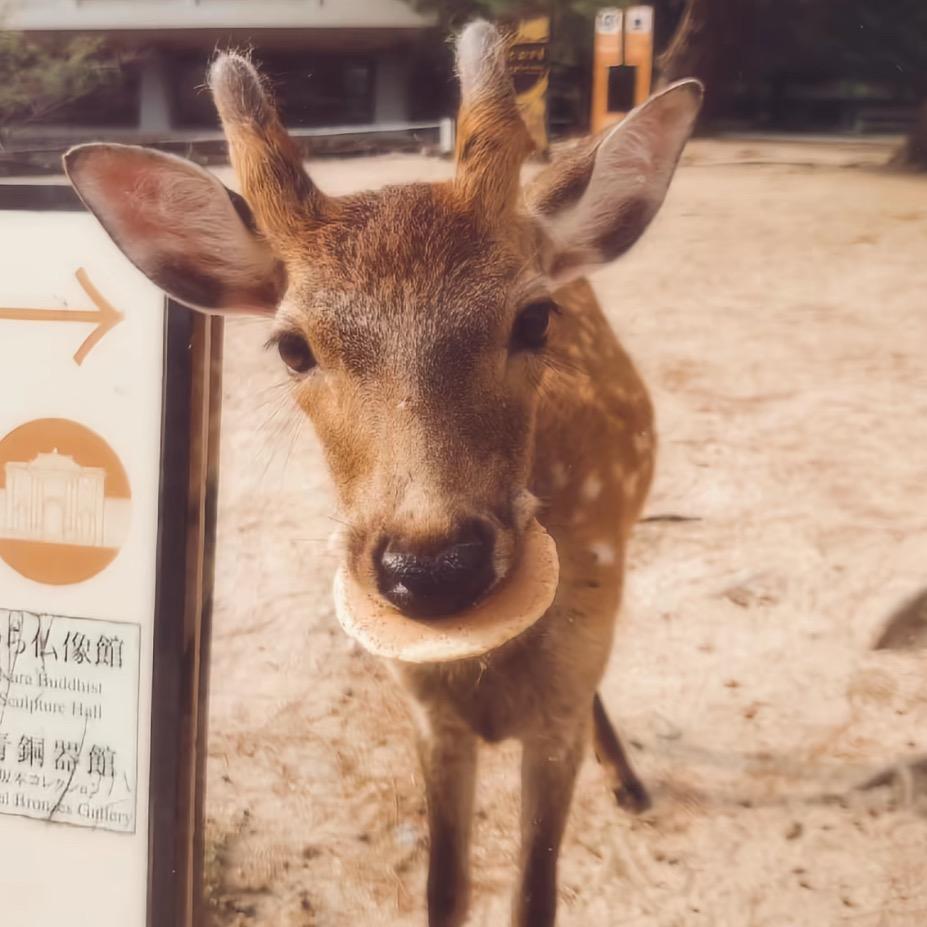 超级弹簧狗