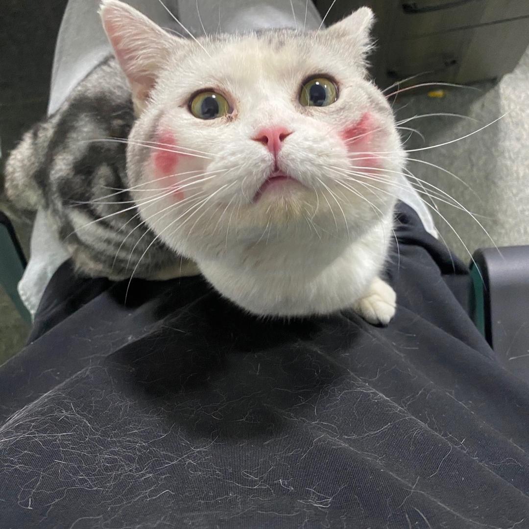 肥猫的饲养员