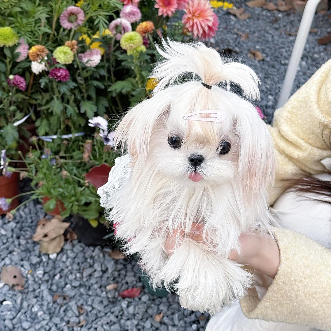 马尔济斯小尾巴