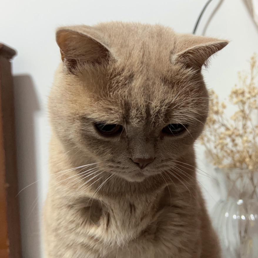哐哐来钱🐱