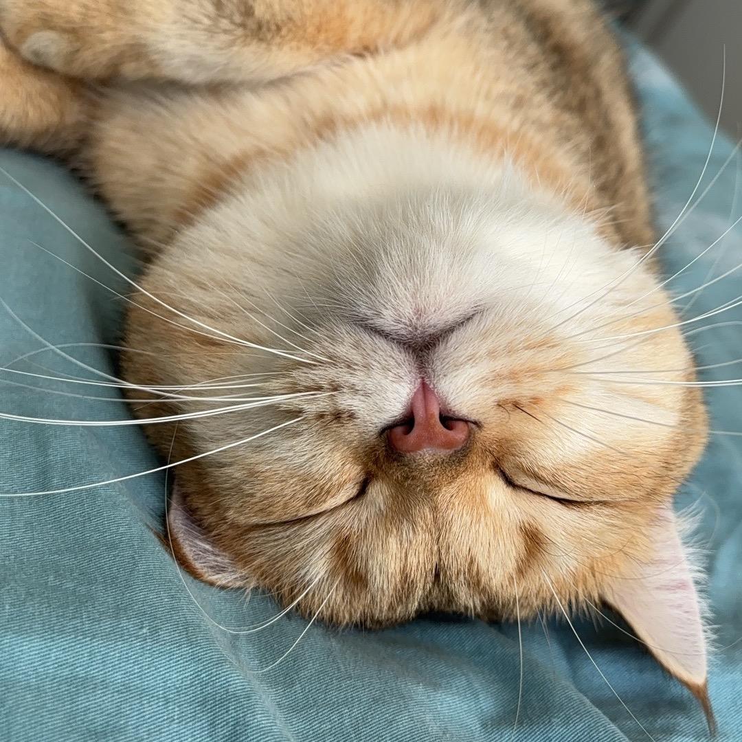 金镶玉🌻