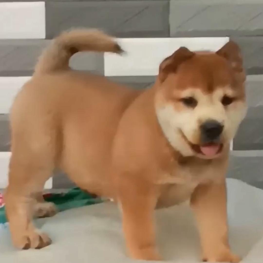 乡下老李一一为你寻好狗