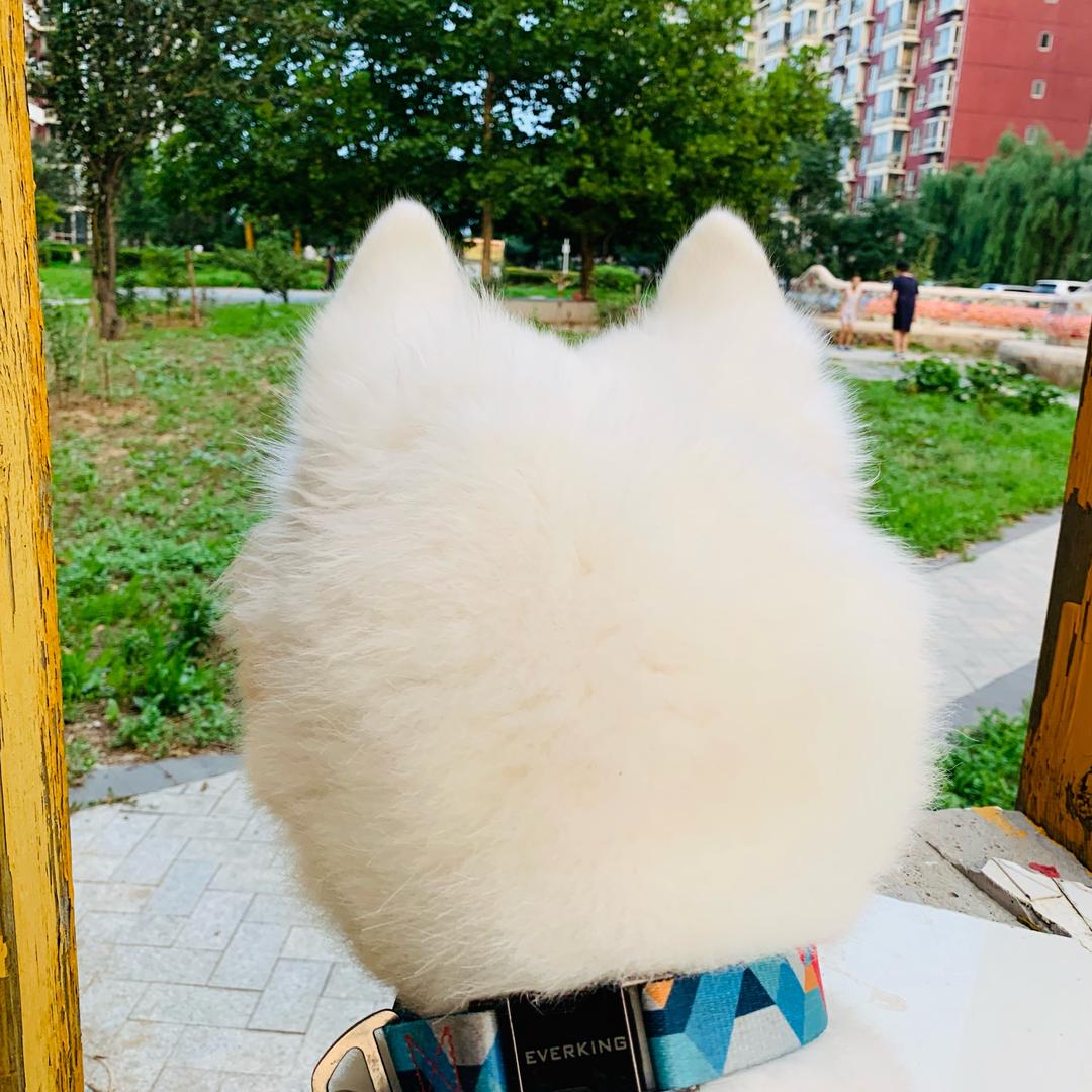 遇到困难呼噜噜