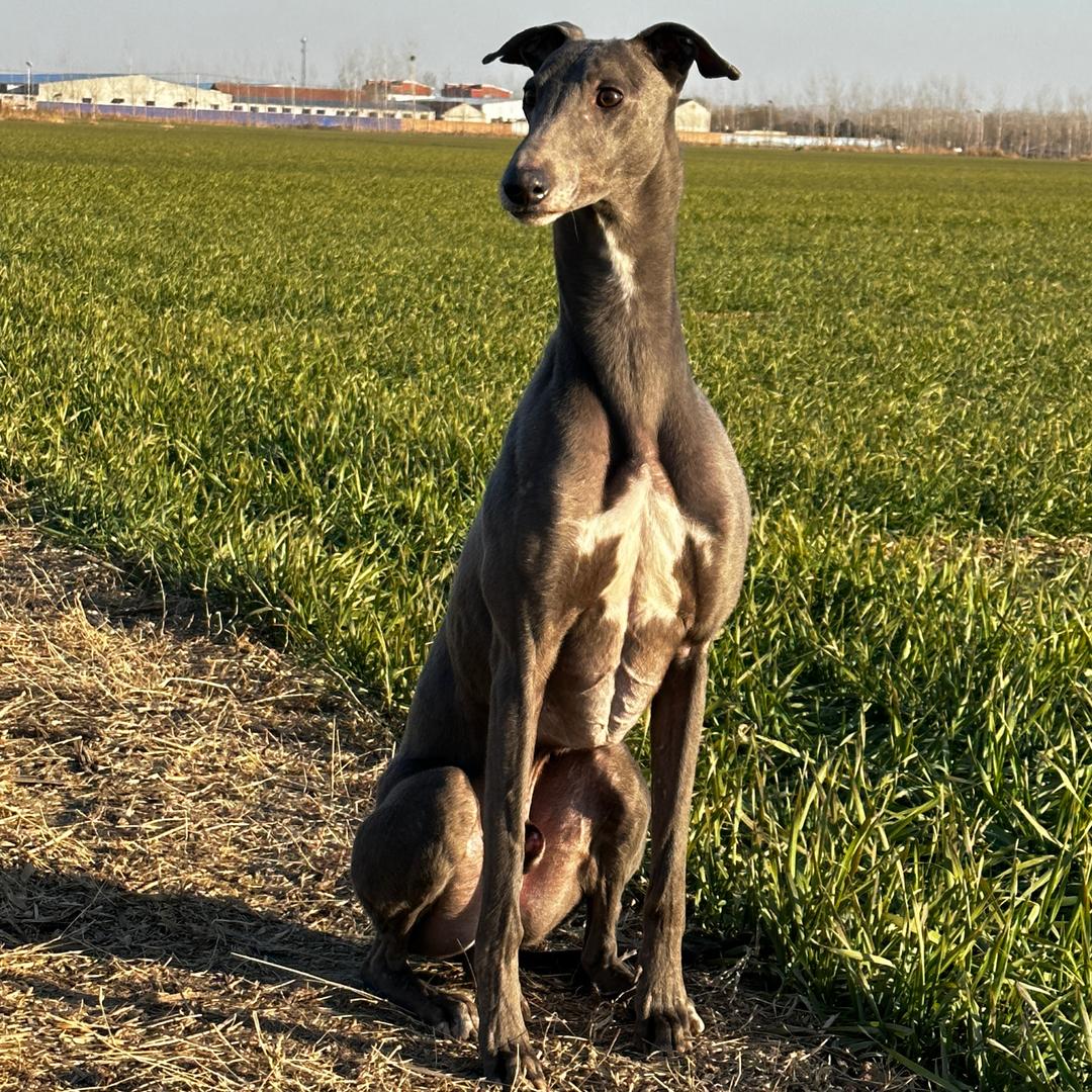 赛犬爱好者:张军