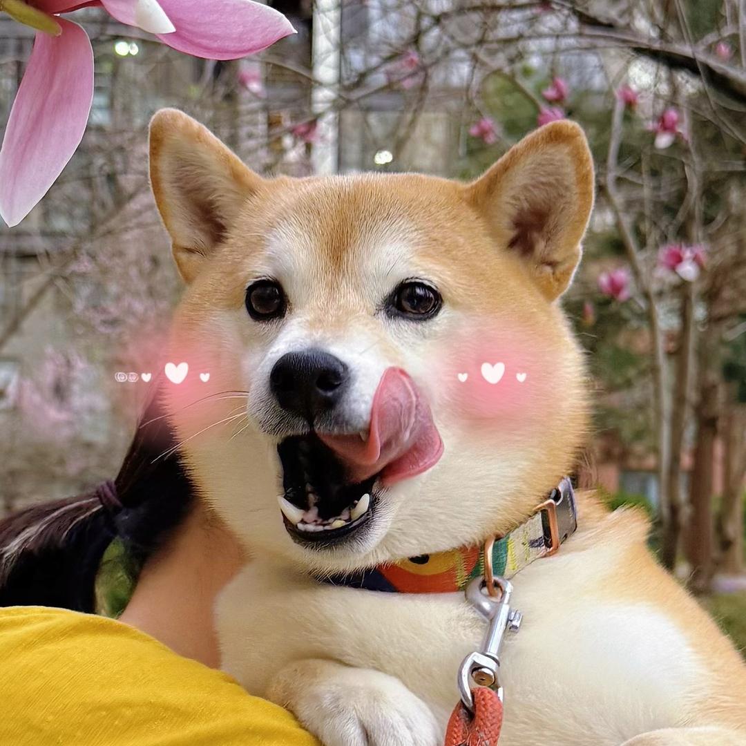 Mochi是只小豆柴