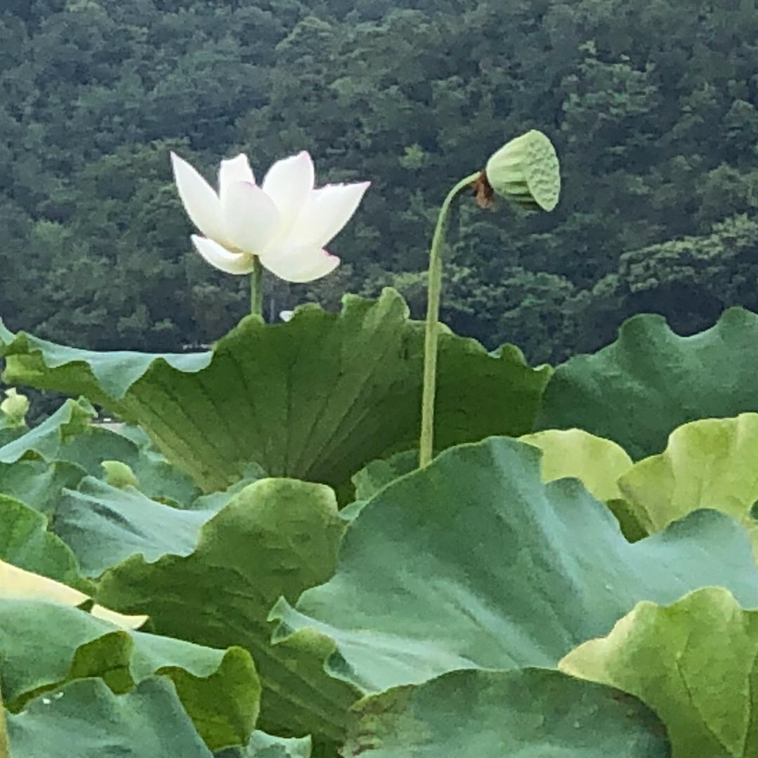 落花有意 流水无情