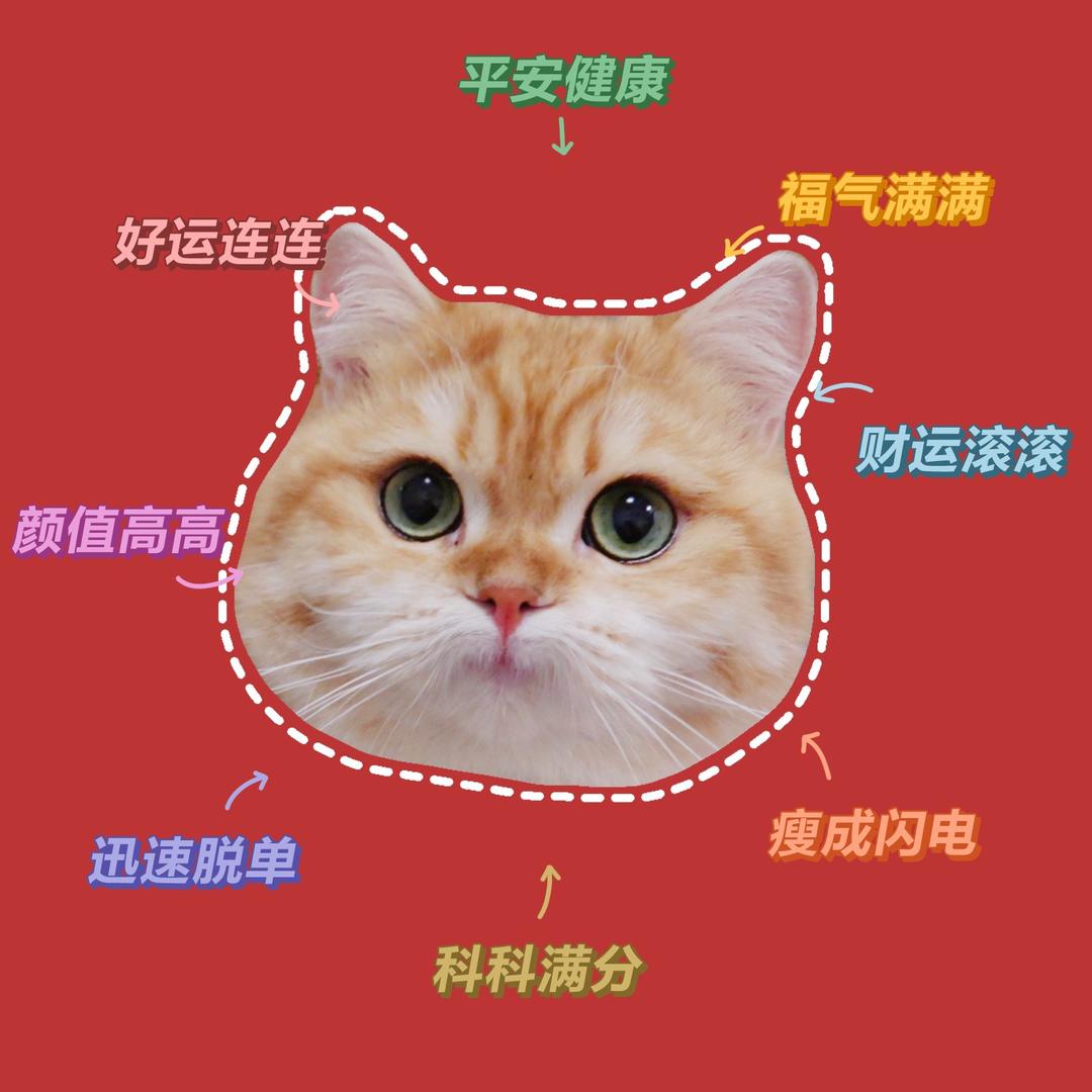 当归和他的朋友们