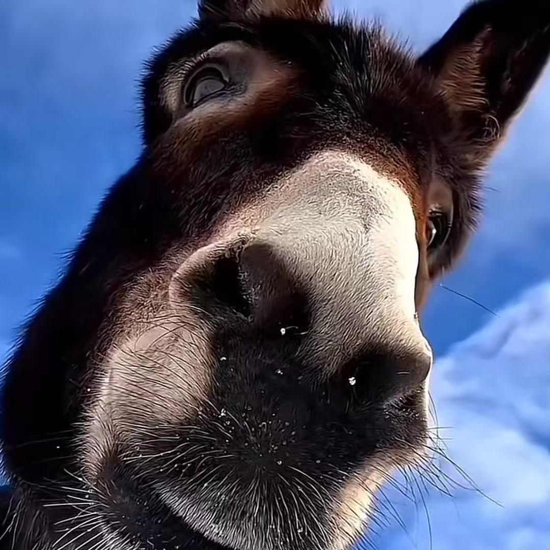 吐泡泡的鱼