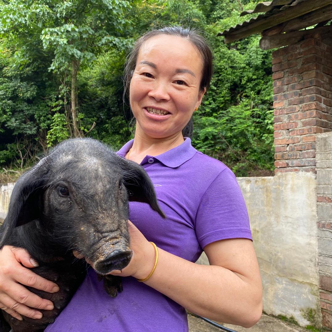 于都县香之源藏香猪
