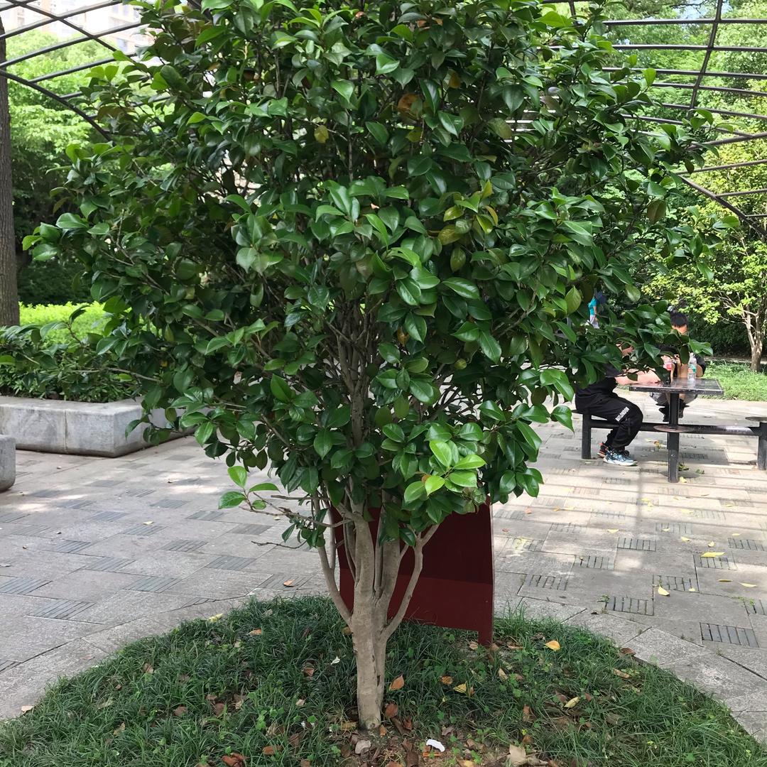马明先生