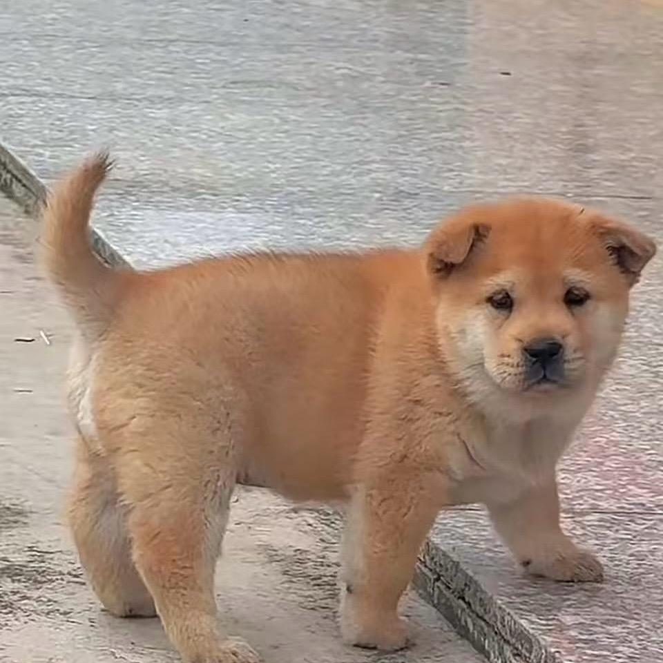 桂林小盆田园犬
