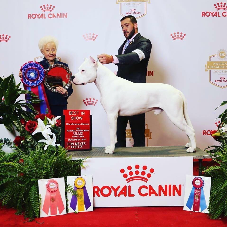 哈尔滨猎护杜高犬