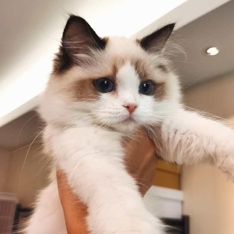 三顾猫庐咚咚