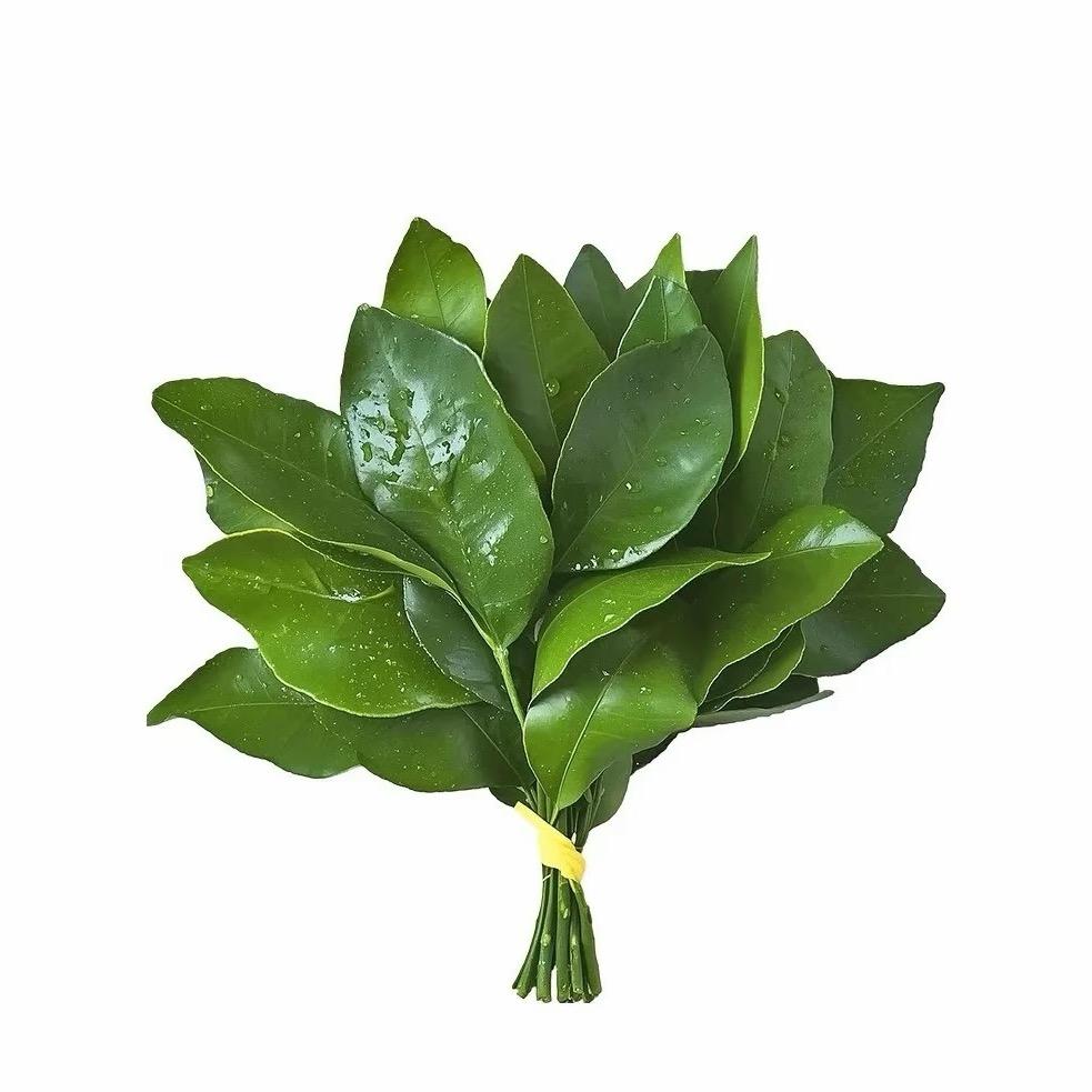 山茶