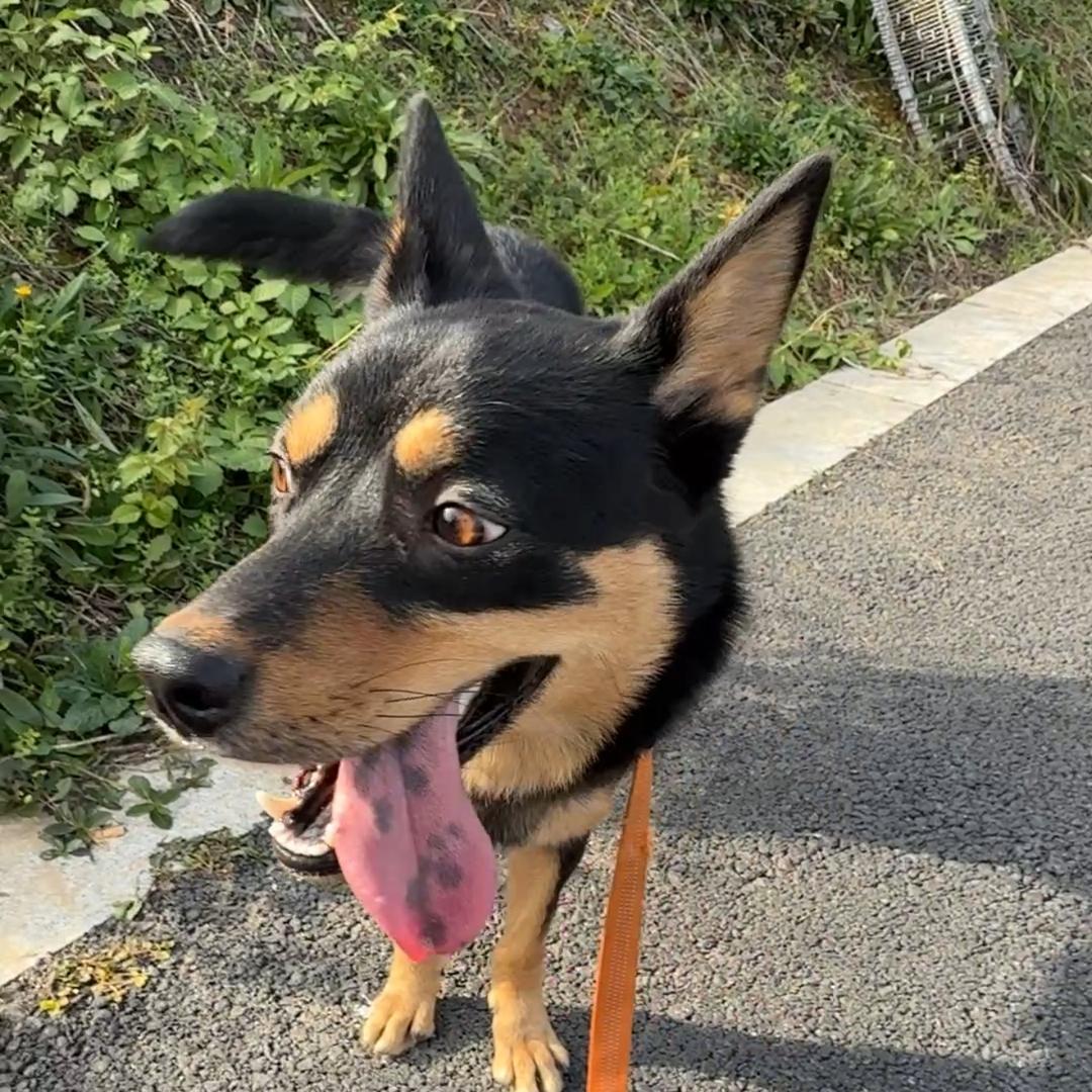 黑仔不怕黑