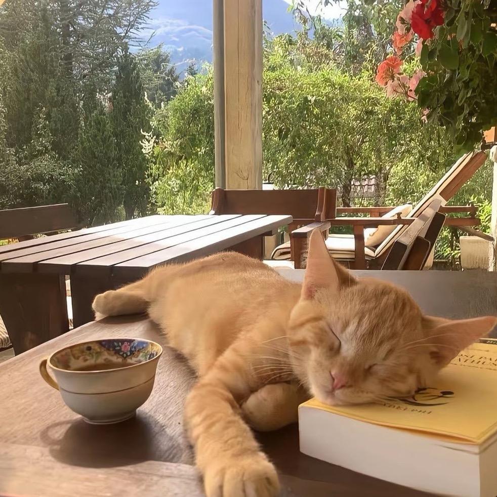 屋檐旁的猫