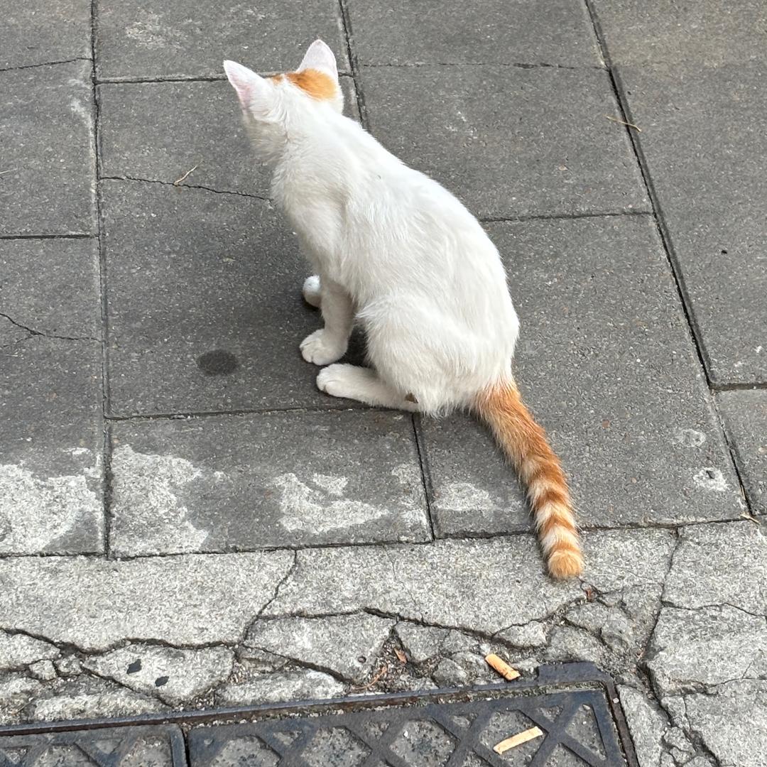 煎妮.