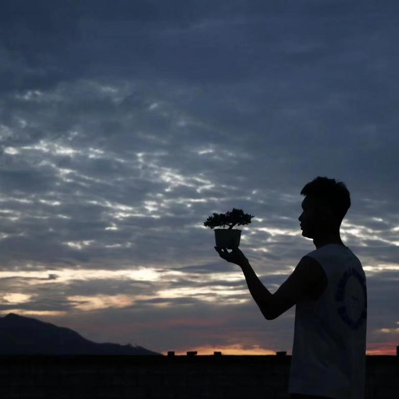 花朝夕三角梅基地