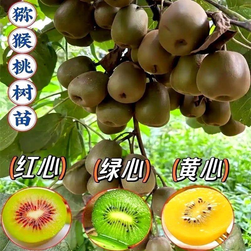 喜乐多果树苗木