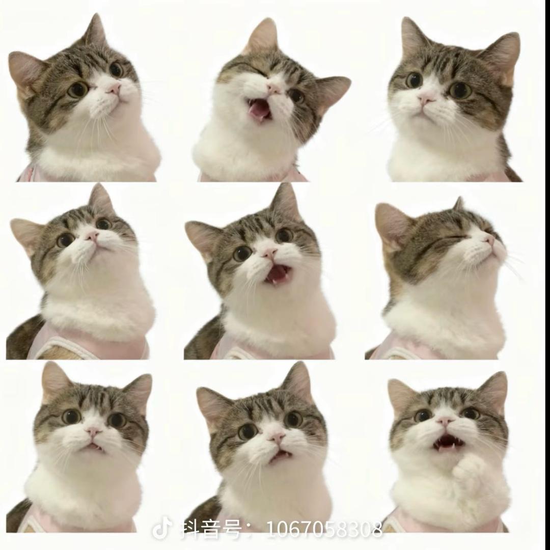 两只胖猪