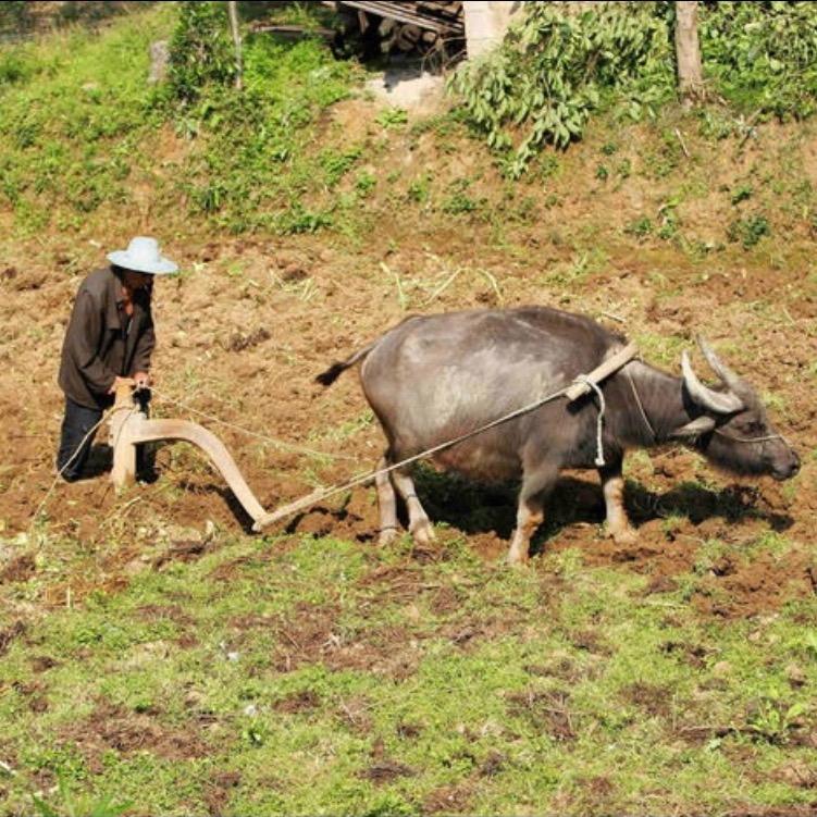 看淡风云的归者