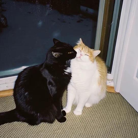 CaTTo yu