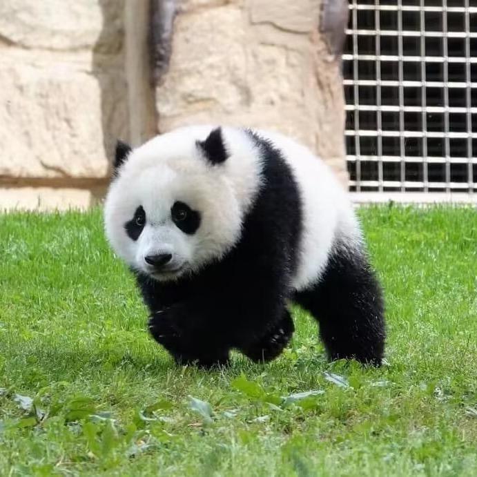 肯肯🐼