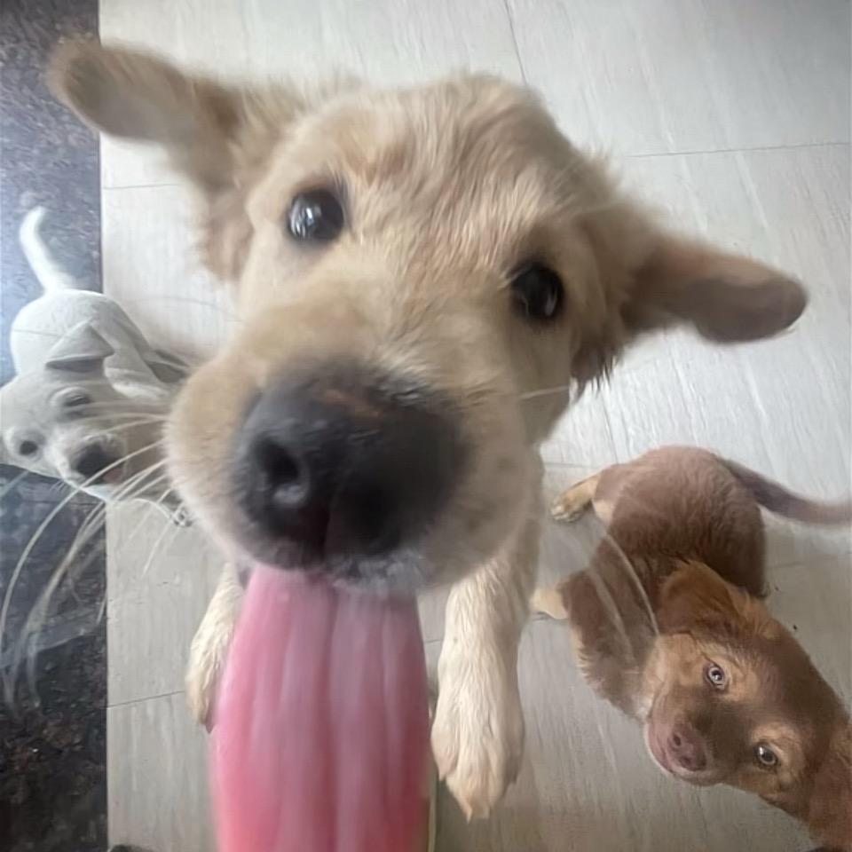 杰尼杰尼.