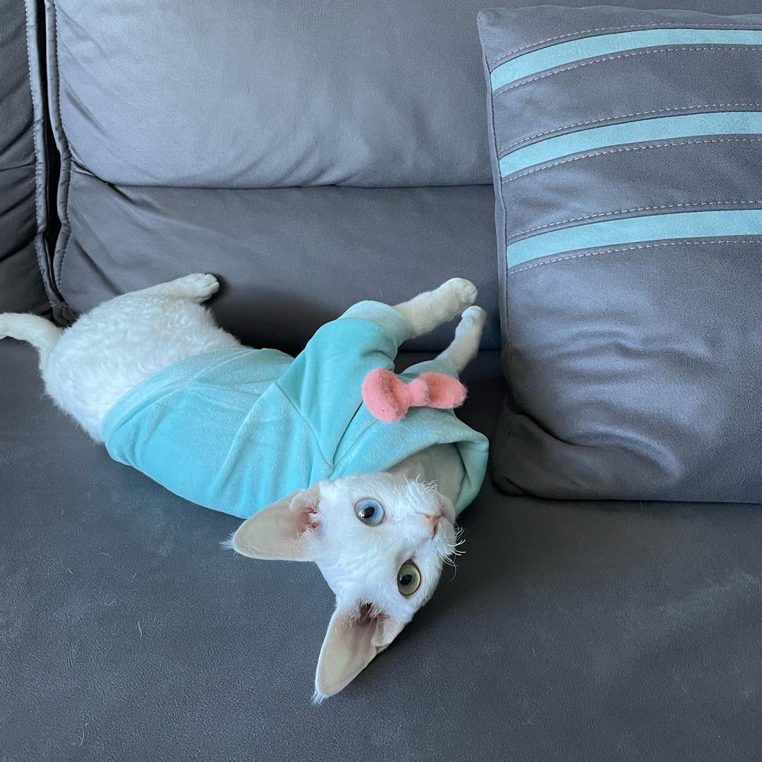 猫砂源头工厂