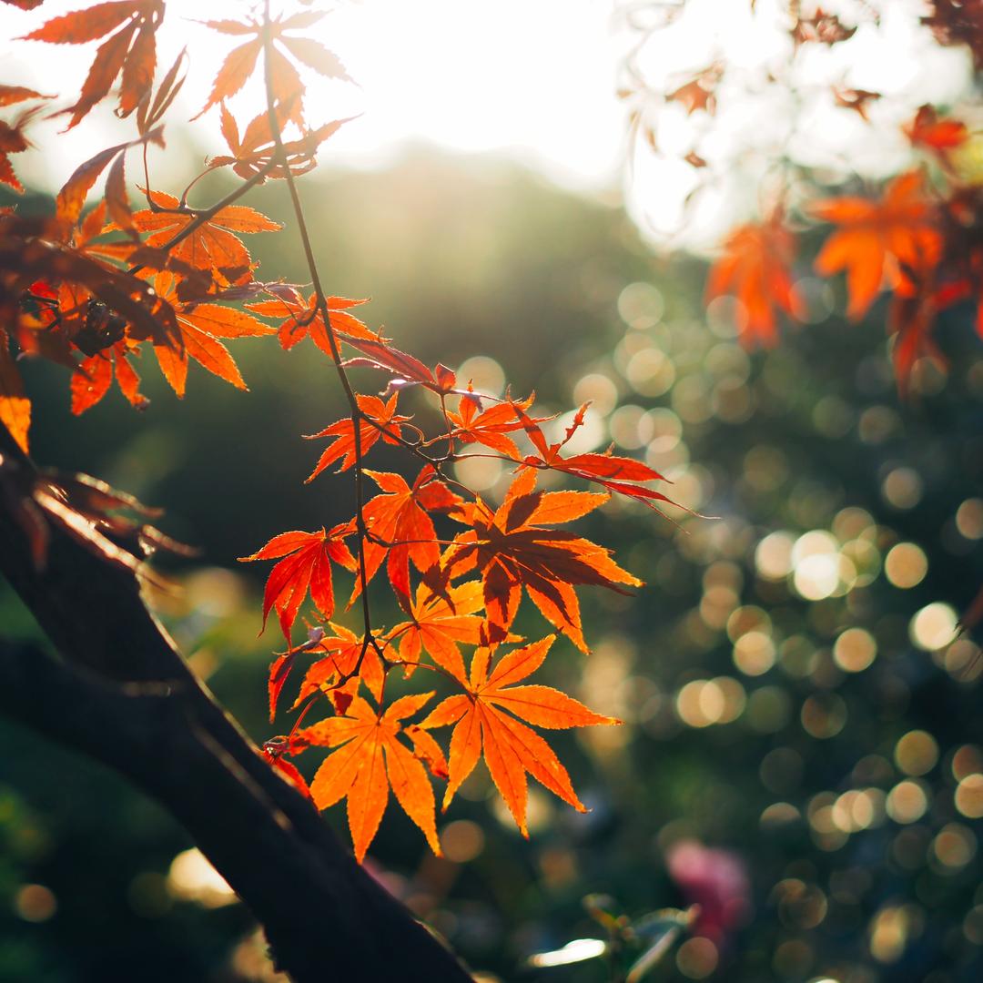 芳 芳