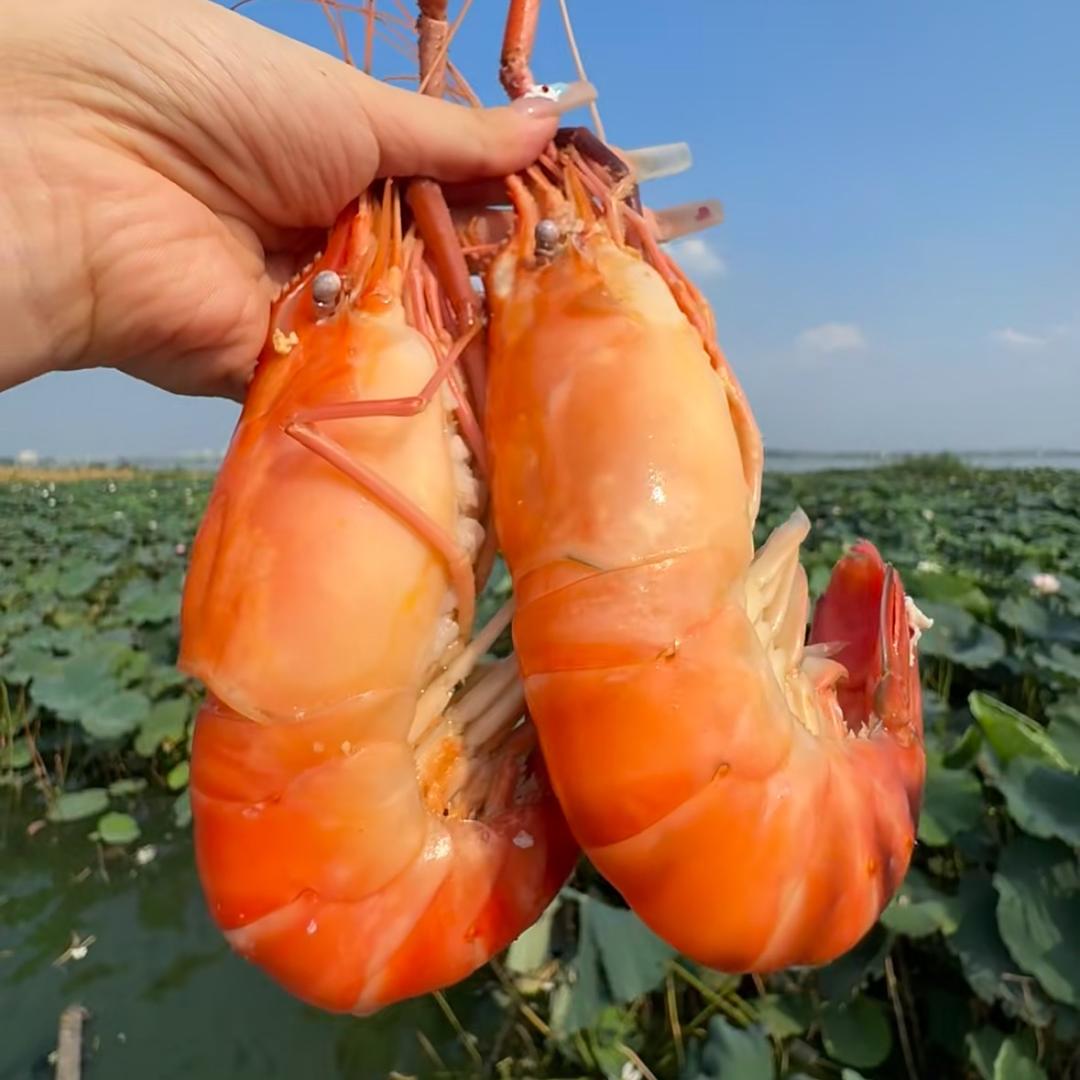 罗氏大虾产地直发