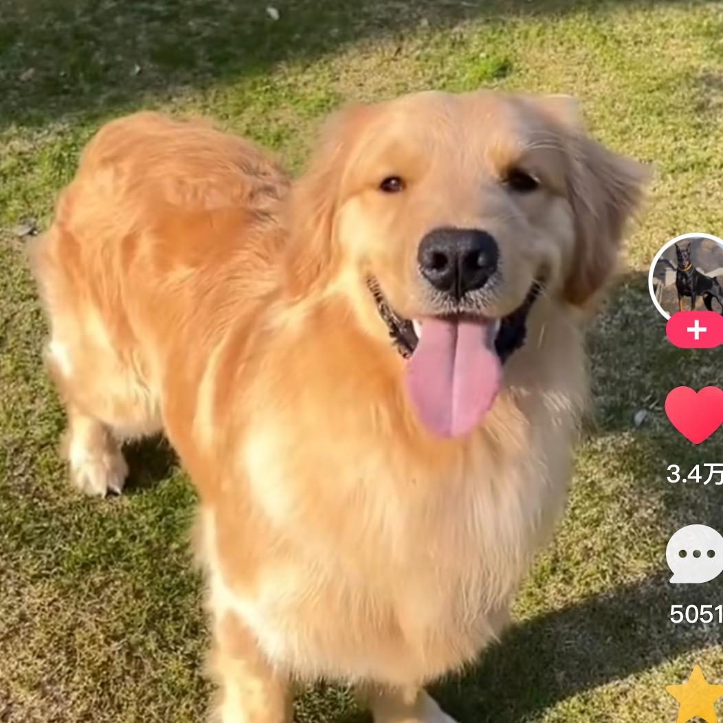 毛毛宝宝找个家 🐶🐶驾到