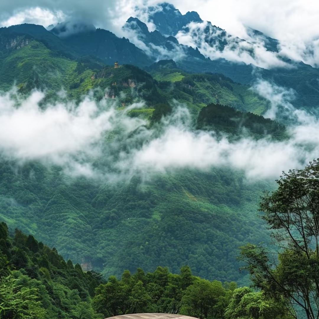 持锟言饧直播号