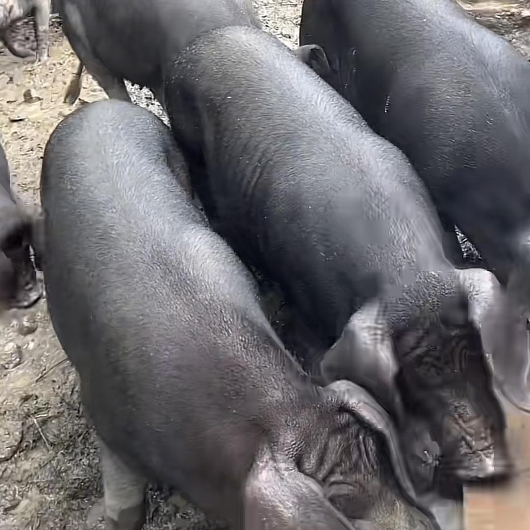 农村土猪优选甄