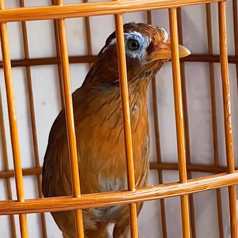 小黄战料（精品鸟食）