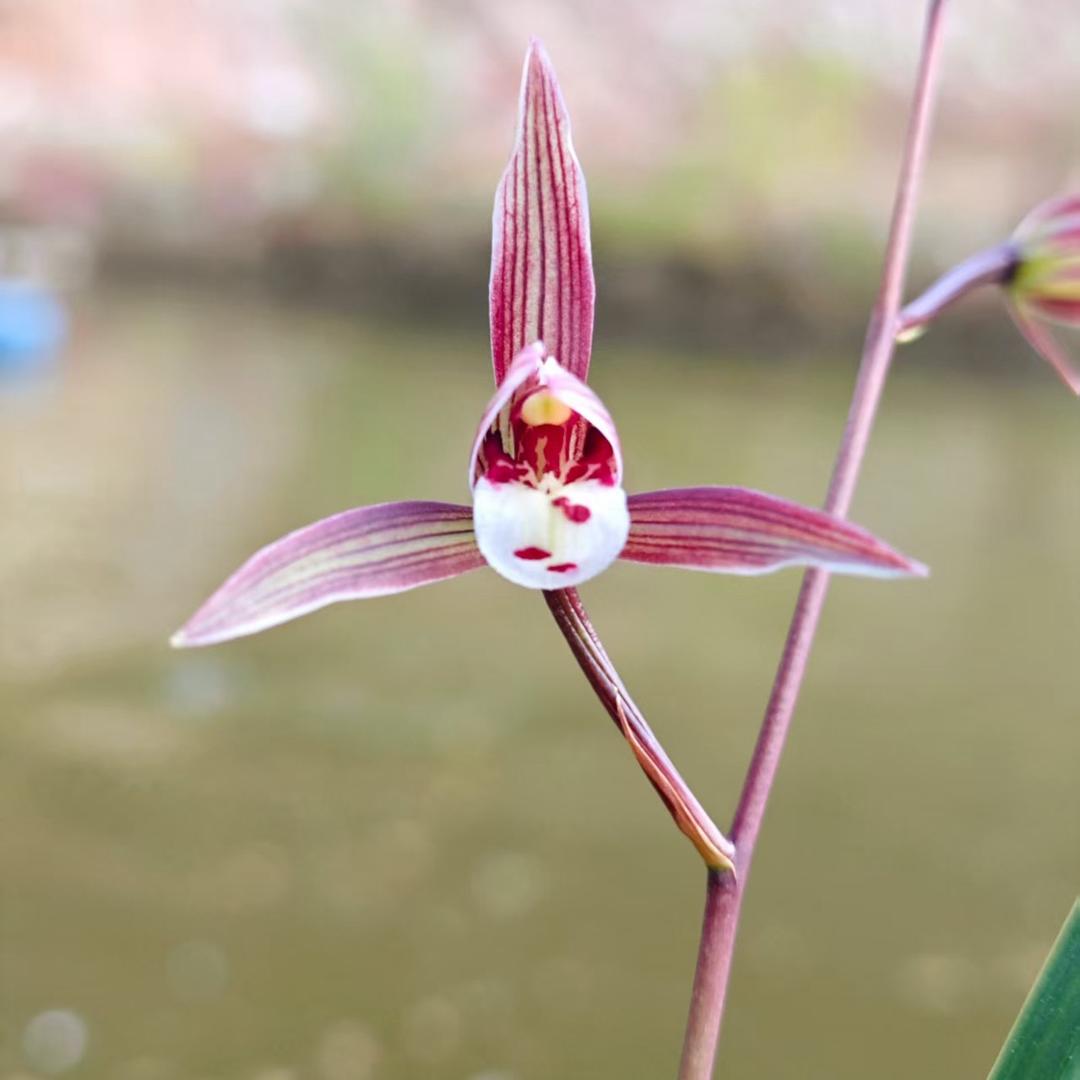 连城老罗花卉臻选阁