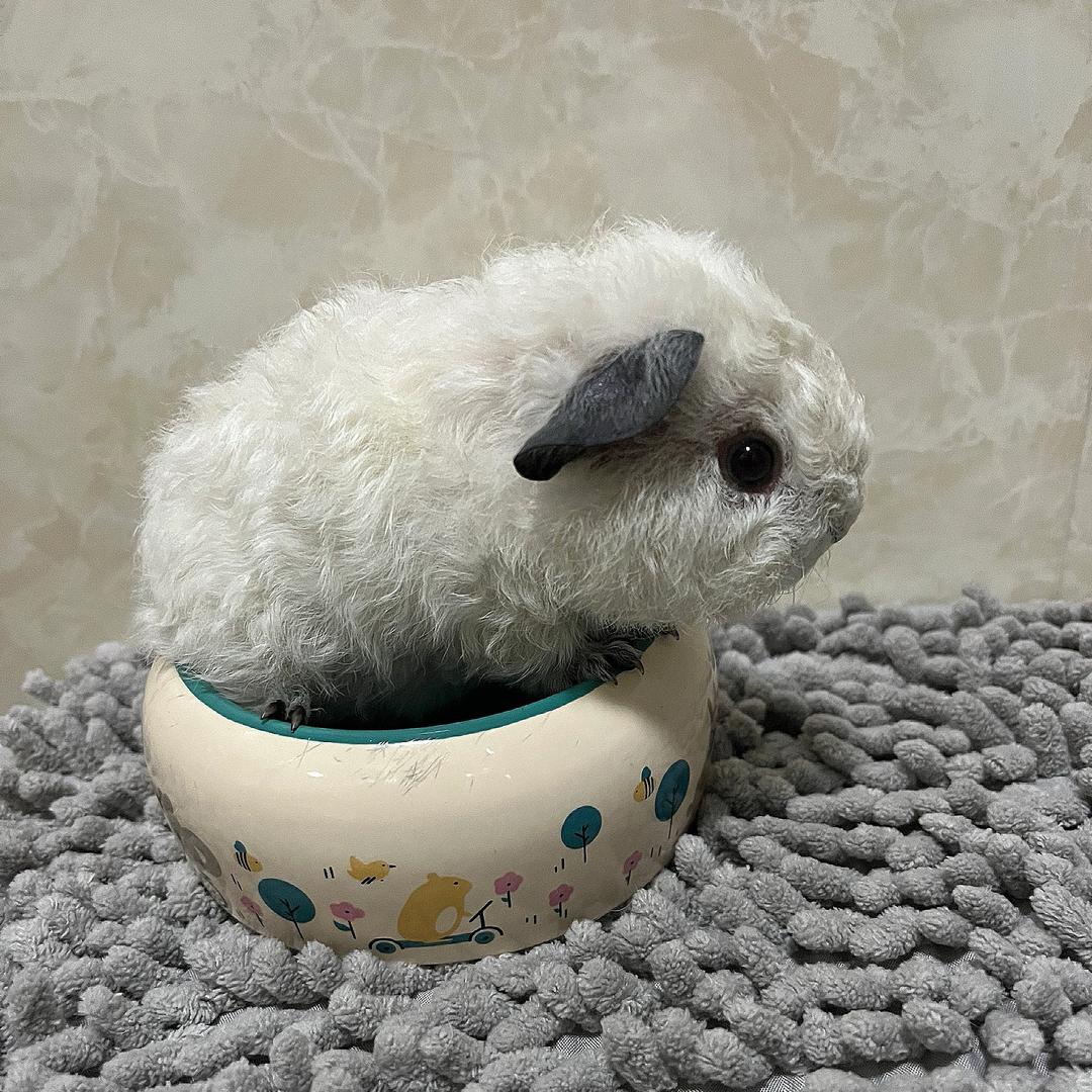 香香猪