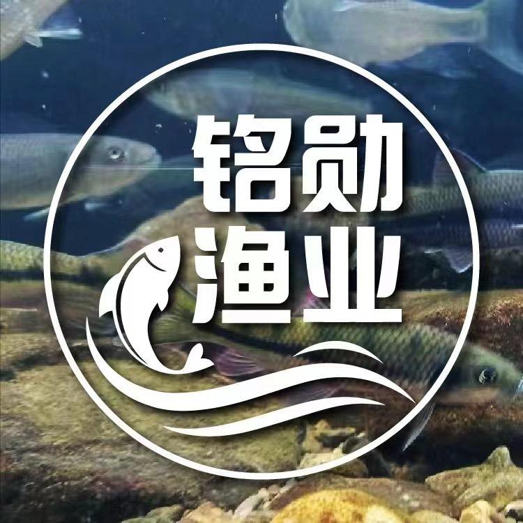 铭勋渔业原生鱼
