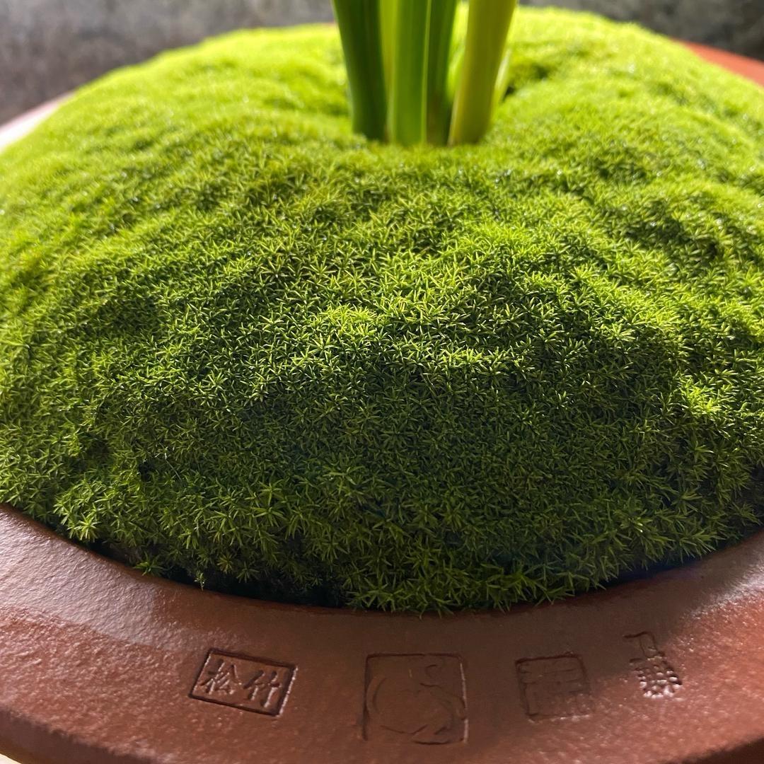 松竹