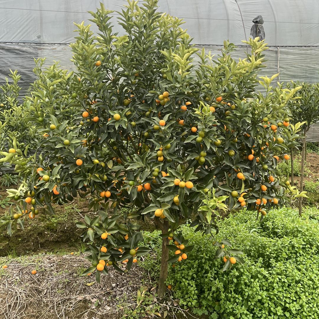 浙江畅畅果树基地