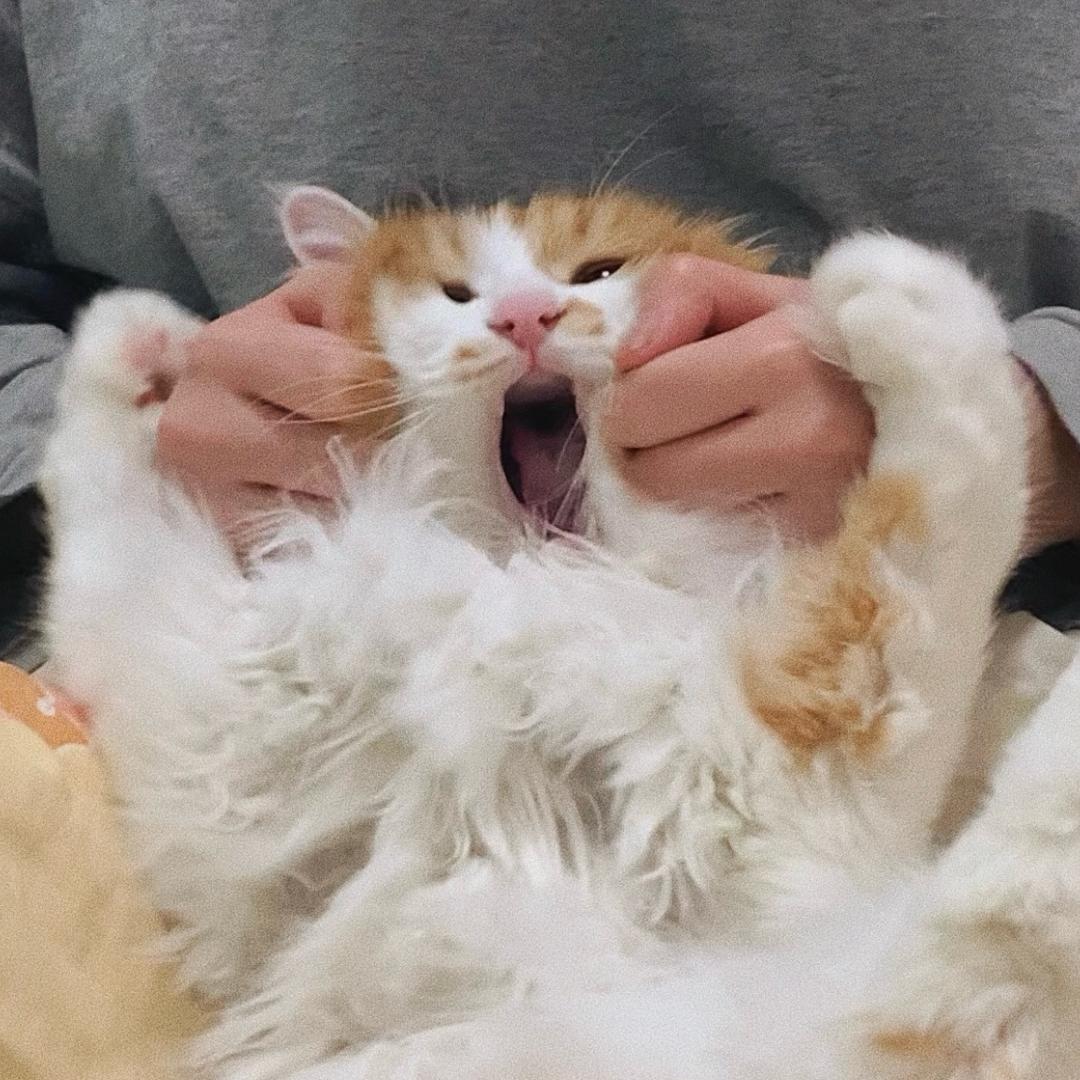 MAMEKO🥕