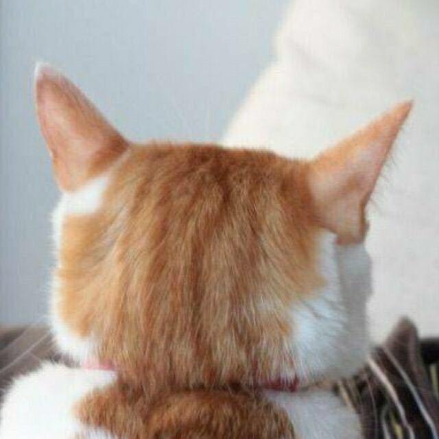 弹吉他的张小猫