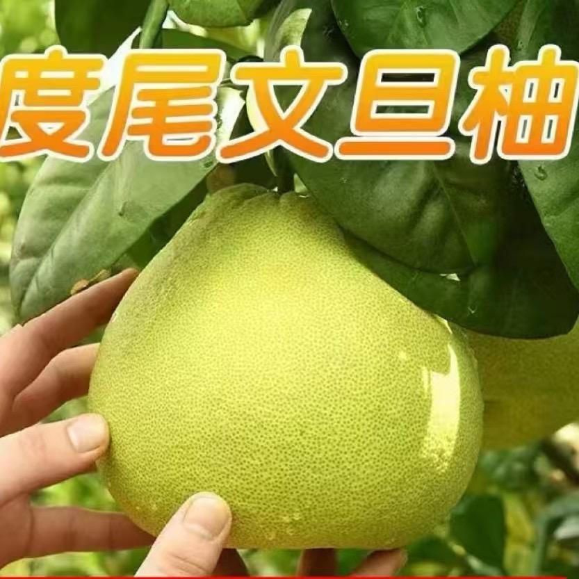 啊九……度尾文旦柚2号