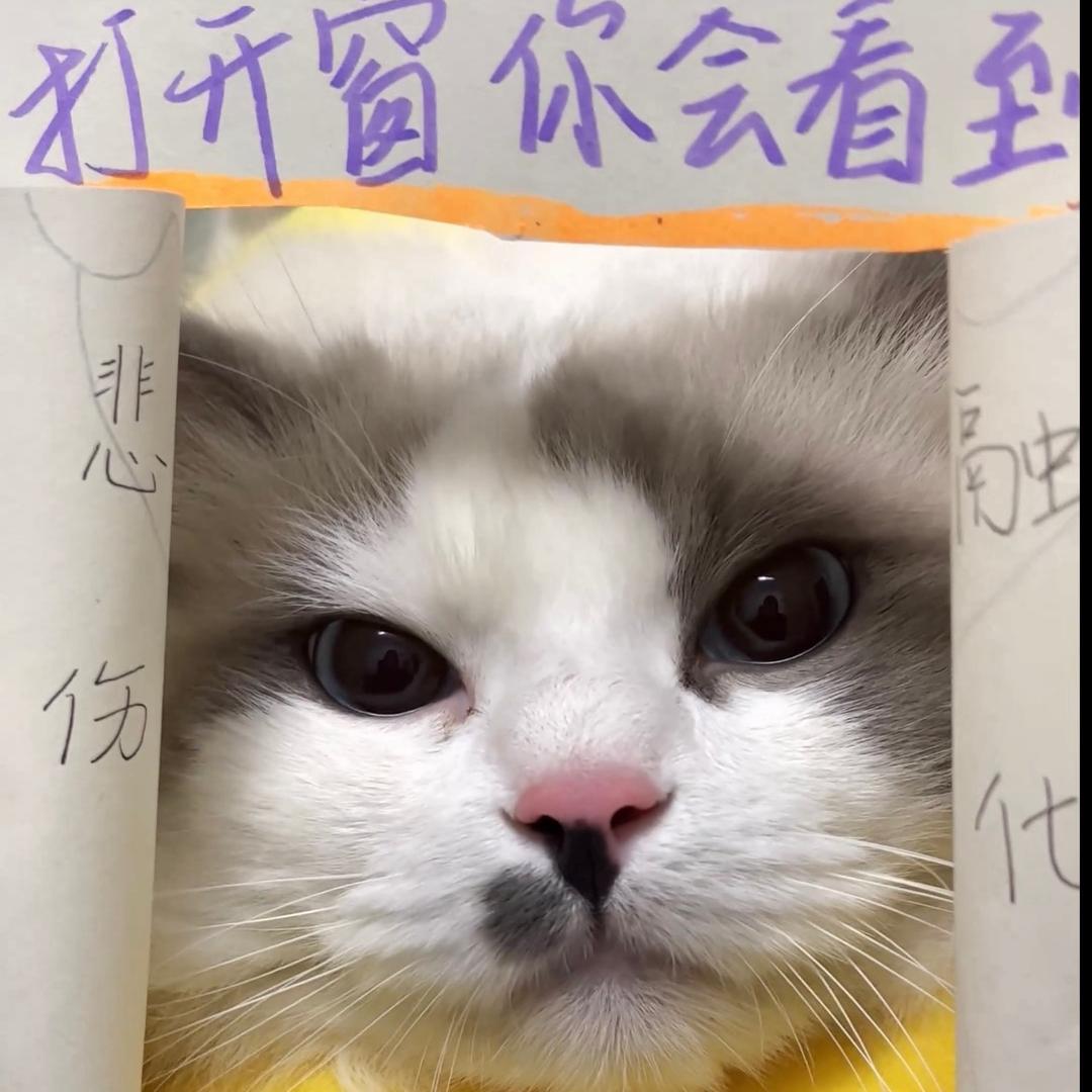 小鼻嘎叫做豆包呀